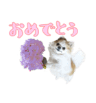 チワワんズM（個別スタンプ：40）