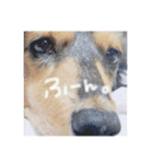 ミニチュアダックスみーちゃん（個別スタンプ：2）