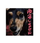 ミニチュアダックスみーちゃん（個別スタンプ：3）