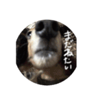 ミニチュアダックスみーちゃん（個別スタンプ：4）