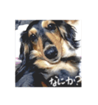 ミニチュアダックスみーちゃん（個別スタンプ：5）