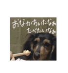 ミニチュアダックスみーちゃん（個別スタンプ：8）