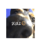 ミニチュアダックスみーちゃん（個別スタンプ：12）