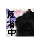 ミニチュアダックスみーちゃん（個別スタンプ：16）
