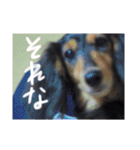 ミニチュアダックスみーちゃん（個別スタンプ：17）