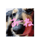 ミニチュアダックスみーちゃん（個別スタンプ：18）