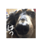ミニチュアダックスみーちゃん（個別スタンプ：19）