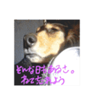 ミニチュアダックスみーちゃん（個別スタンプ：20）