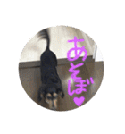 ミニチュアダックスみーちゃん（個別スタンプ：21）