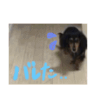 ミニチュアダックスみーちゃん（個別スタンプ：23）