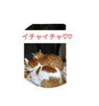 もーちゃんとあっ君（個別スタンプ：3）