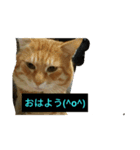 もーちゃんとあっ君（個別スタンプ：7）