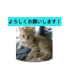 もーちゃんとあっ君（個別スタンプ：8）