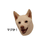 白柴犬の銀時（個別スタンプ：2）
