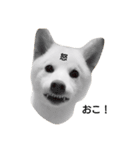 白柴犬の銀時（個別スタンプ：3）
