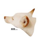 白柴犬の銀時（個別スタンプ：5）