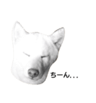 白柴犬の銀時（個別スタンプ：6）