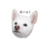 白柴犬の銀時（個別スタンプ：7）