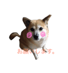 我が家のアイドルここちゃん♡（個別スタンプ：5）
