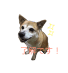 我が家のアイドルここちゃん♡（個別スタンプ：7）