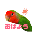 コザクラインコ【ぴーた】スタンプ（個別スタンプ：1）