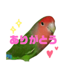 コザクラインコ【ぴーた】スタンプ（個別スタンプ：4）