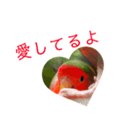 コザクラインコ【ぴーた】スタンプ（個別スタンプ：7）