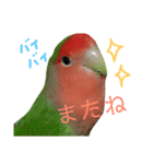 コザクラインコ【ぴーた】スタンプ（個別スタンプ：10）