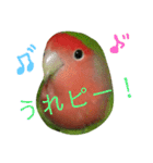 コザクラインコ【ぴーた】スタンプ（個別スタンプ：11）
