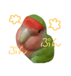 コザクラインコ【ぴーた】スタンプ（個別スタンプ：13）
