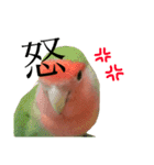 コザクラインコ【ぴーた】スタンプ（個別スタンプ：14）
