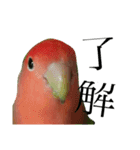 コザクラインコ【ぴーた】スタンプ（個別スタンプ：17）