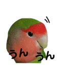 コザクラインコ【ぴーた】スタンプ（個別スタンプ：20）