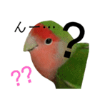 コザクラインコ【ぴーた】スタンプ（個別スタンプ：21）