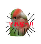 コザクラインコ【ぴーた】スタンプ（個別スタンプ：22）