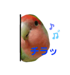 コザクラインコ【ぴーた】スタンプ（個別スタンプ：30）