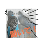 s-我が家の鳥（個別スタンプ：2）