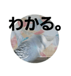 s-我が家の鳥（個別スタンプ：3）