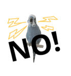 s-我が家の鳥（個別スタンプ：5）