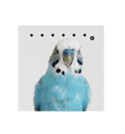 s-我が家の鳥（個別スタンプ：6）