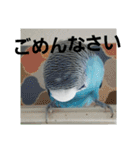 s-我が家の鳥（個別スタンプ：7）