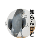 s-我が家の鳥（個別スタンプ：8）