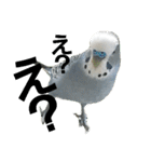s-我が家の鳥（個別スタンプ：9）