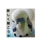 s-我が家の鳥（個別スタンプ：10）