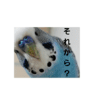 s-我が家の鳥（個別スタンプ：11）