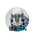 s-我が家の鳥（個別スタンプ：12）