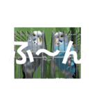 s-我が家の鳥（個別スタンプ：13）