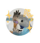 s-我が家の鳥（個別スタンプ：14）