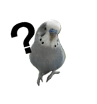 s-我が家の鳥（個別スタンプ：15）