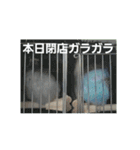 s-我が家の鳥（個別スタンプ：16）